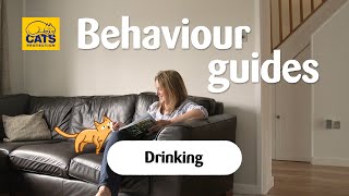 Cats and drinking | Cats Protection behaviour guides