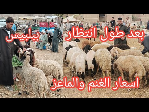 اخيرا وبعد طول انتظار اسعار الغنم والماعز الانيه والوالده واللحم بارضيه سوق بلبيس شرقيه ٢٠٢٥ ٩ ١٨