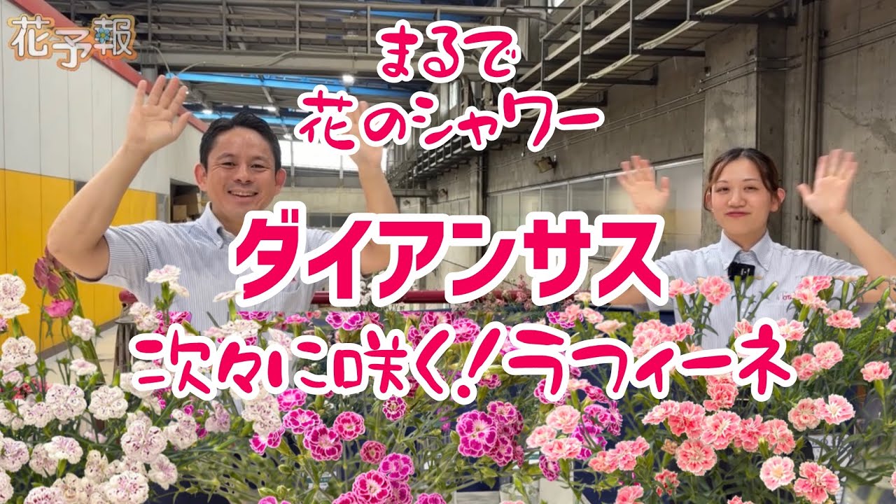 Like a Shower of Flowers】The Non-stop Blooming Dianthus is