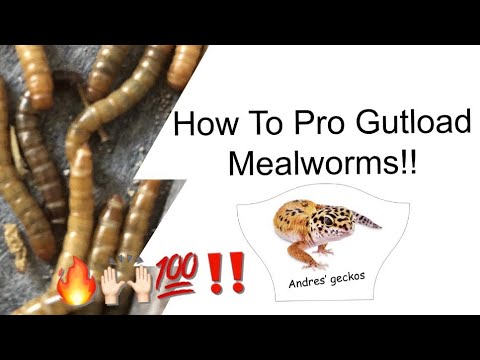 How To Pro Gutload Mealworms!! - YouTube