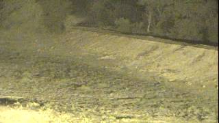 Male Lion at Djuma - Oct 6, 2012