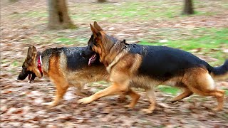 WE ARE WAITING FOR PUPPIES in April 2024. German shepherds Alfons and Beka. Odessa. by Канал о собаках NG Одесса. German Shepherd. 11,125 views 4 weeks ago 1 minute, 49 seconds