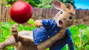 Man VS Rabbits: The Tomato War 🍅 | Peter Rabbit | CLIP 🔥 4K