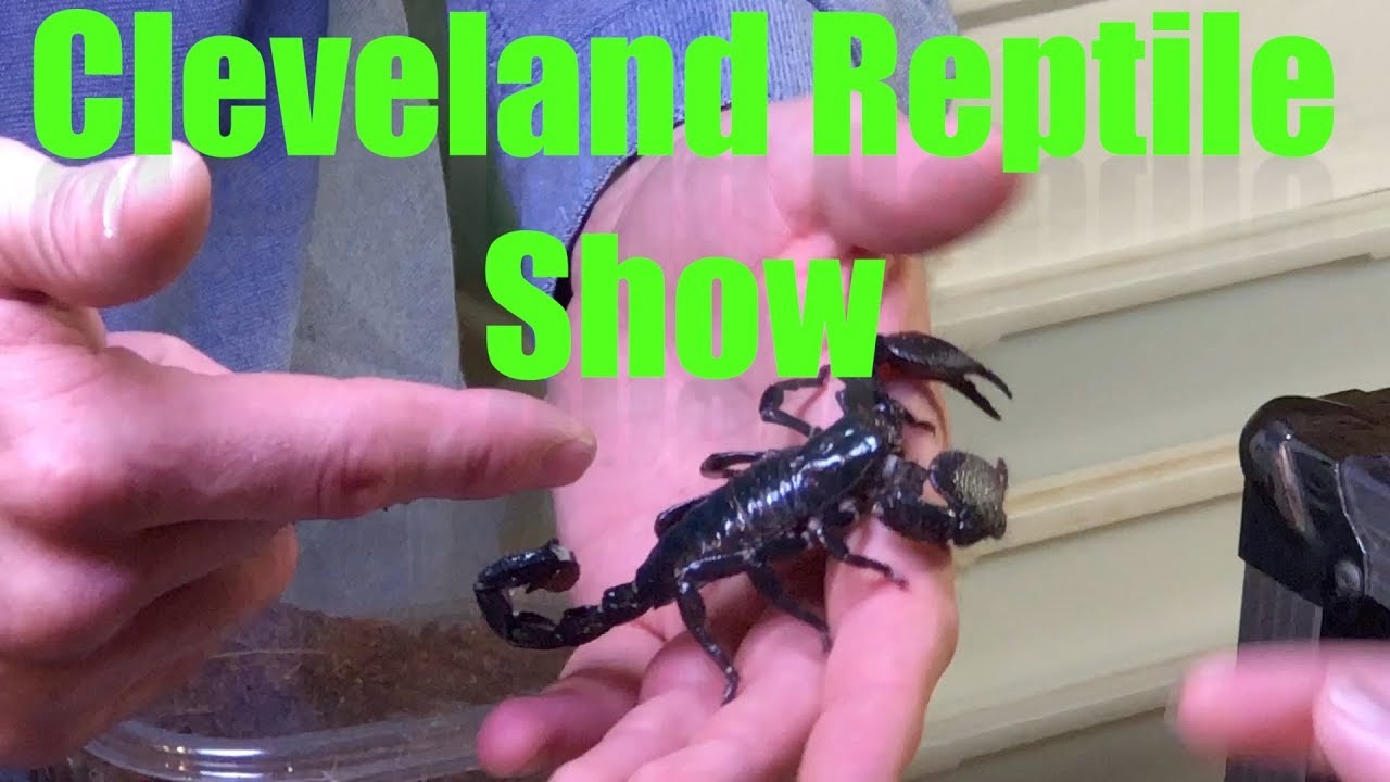 Cleveland Reptile Show Tour YouTube