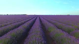 Purple Flowers Field | 4K Video | Nature Non Copyright | Royalty Free Video | Non Copyright Video