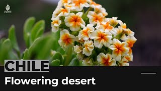 Chile's Atacama Desert turns into a flowery garden