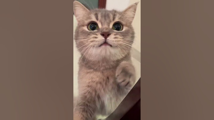 它真的好馋啊每次吃饭就 #小馋猫 #馋猫宝宝 #贪吃猫 #猫咪的迷惑行为 #记录猫咪日常