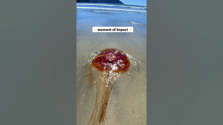 Ouch! I got stung by a dead jellyfish! 😳 #vancouverisland #shorts - DayDayNews