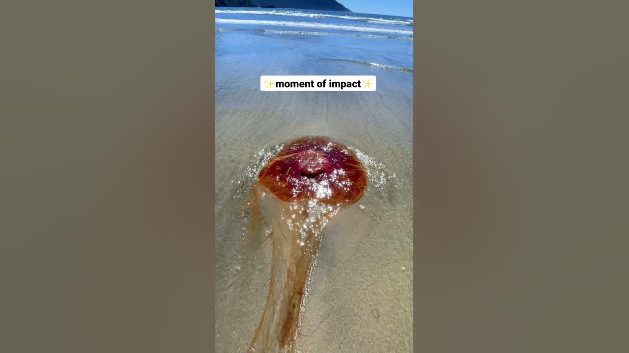 Ouch! I got stung by a dead jellyfish! 😳 #vancouverisland #shorts