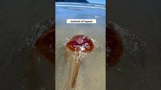 Ouch! I got stung by a dead jellyfish!  #vancouverisland #shorts