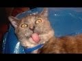Cats acting strange after vet visit  cat compilation