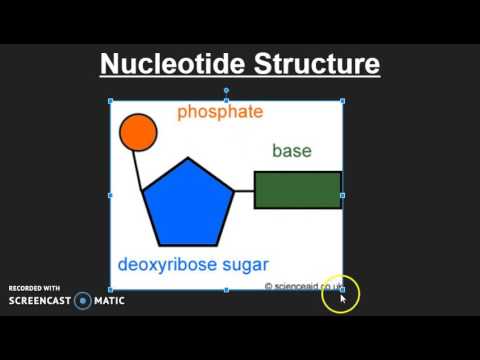 Video: Hva er de 3 delene av et nukleotid?