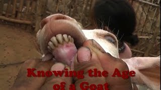 Knowing the Age of a Goat