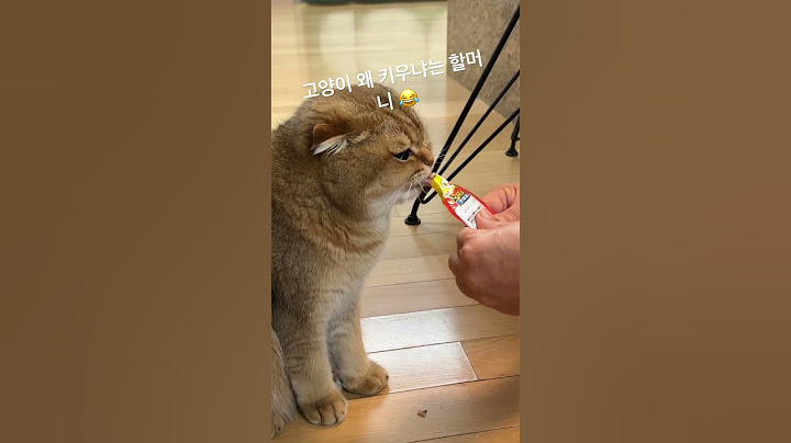 #shorts #스코티쉬폴드 #금동이 #집사 #고양이 고양이 왜 키우냐던 할머니 😂 츄르 주면서 고양이한테 반하는 모습