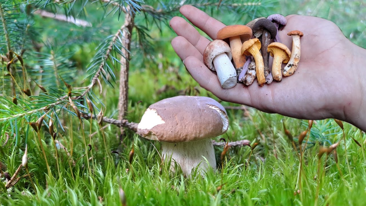 Úžasná letní houbová směs a VZÁCNÝ kovář žlutý / Houbaření Jeseníky 27.7. 2024