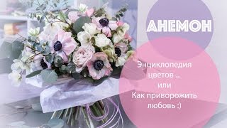 Анемоны: энциклопедия цветов ... или как приворожить парня :)