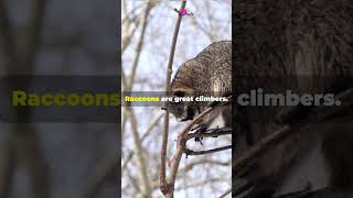Raccoon Facts That Will Steal Your Heart #animaladventures #facts #arcticanimals #animals #valorant