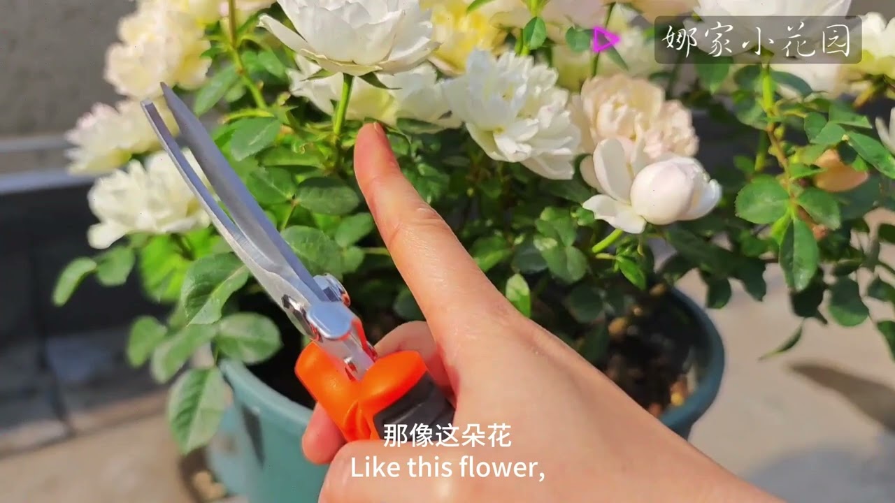 短枝开花阳台系列月季的修剪演示Pruning demonstration of short-branch flowering balcony series rose