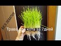 Трава для кота от А  до Я!Растим траву без земли за 7 дней лютой зимой. How to grow grass for a cat