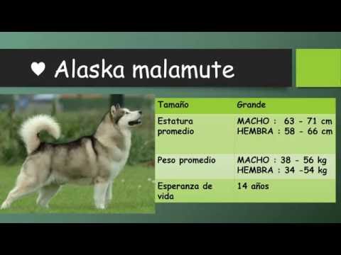 10 CURIOSIDADES DEL ALASKA MALAMUTE - RAZAS DE PERROS | ANIMALTIME hqdefault