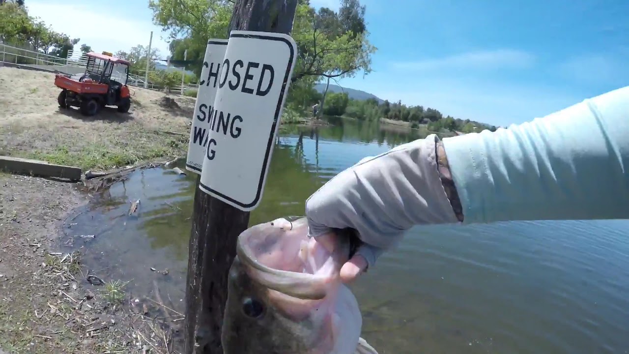 Almaden Lake Fishing 7lb 10oz Monster Largemouth Bass San Jose