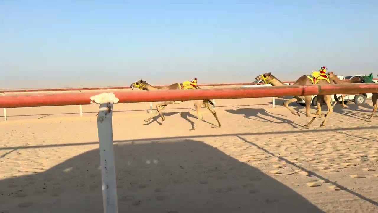 الشوط السابع 