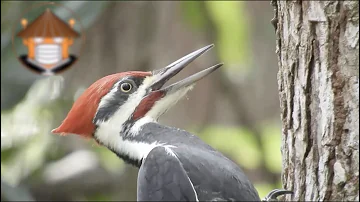 ¿Cuál es la función de los pájaros carpinteros?