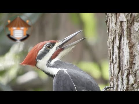 Video: Cómo Invernan Los Pájaros Carpinteros