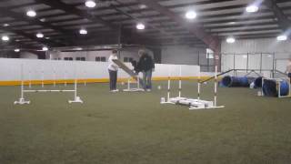 Willie, Agility Training #5, 3-29-10.wmv