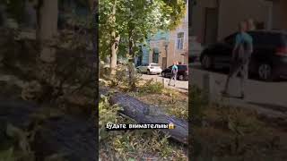 В Одессе упало дерево