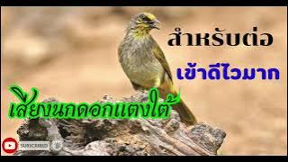 เสียงนกดอกแตงใต้สำหรับต่อล่อ เข้าไวชัด100%
