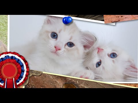 Pfilbryte - Buddy [animals version] (Official Video)