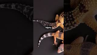 How Big Can a Leopard Gecko Get? #shorts