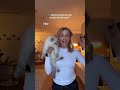 Ich Bin Die Crazy Cat Mom Ichauch Newcat Chanajk