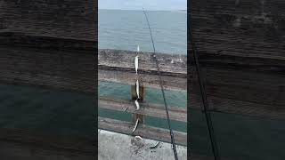 Fishing with Sabiki rig at Newport Pier California  #fishing