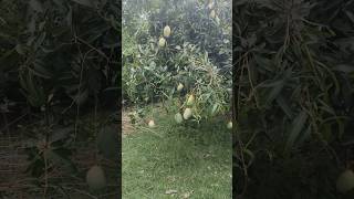 mini vlog #minivlog #trending #vlog #viral #reels #shorts #odia #shortvideo #youtubeshorts #song