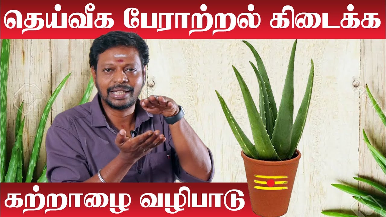 Katralai Benefits in Tamil | வீடு சுபிக்ஷமாக இருக்க கற்றாழையை பூஜை முறை | Aloe Vera Astrology