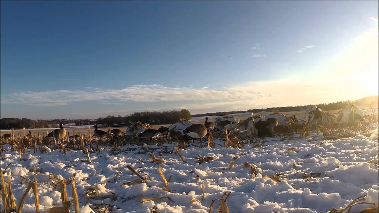 Duck Hunting Central MN 