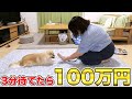 【100万チャレンジ】愛犬を３分間「待て」出来たら１００万円！！！【チワワのシナモン】