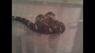 Lapropeltis Getula Californiae