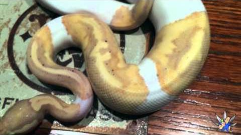 Coral Glow Pied Ball Python
