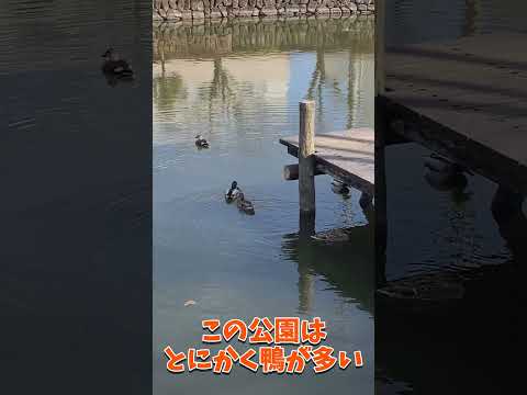 [瑞穂町]狭山池公園は鴨だらけ #tokyo #travel #shorts