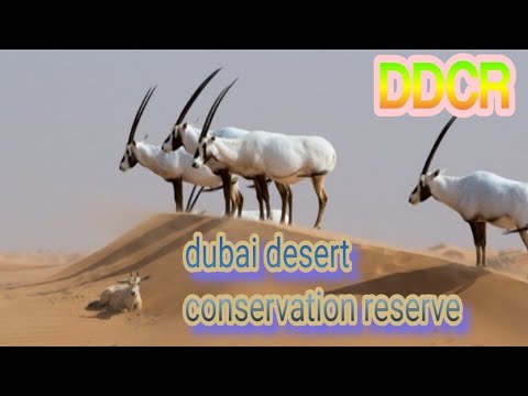 Dubai desert conservation reserve dubai|arabian oryx|wild animals|Pardes Ke Rang