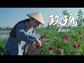 玫瑰花酱——苍山洱海边的独特香甜【滇西小哥】