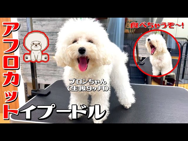 アフロカット】生後9ヶ月のトイプー・ブロンちゃん！ #toypoodle #トイ