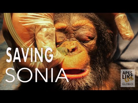 Video: Pet Scoop: Cute Baby Apes Ia numele lor, Olimpici de lucru pentru a șterge adăposturi