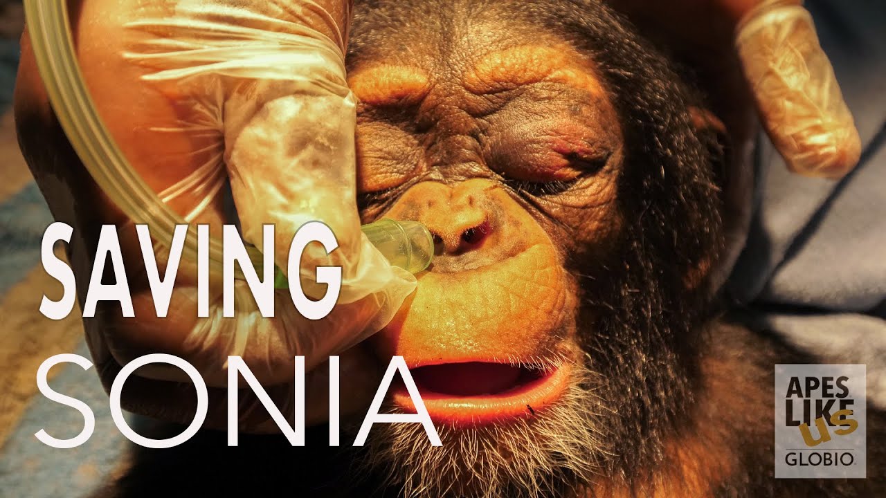 Команда ветеринаров спасла детеныша шимпанзе