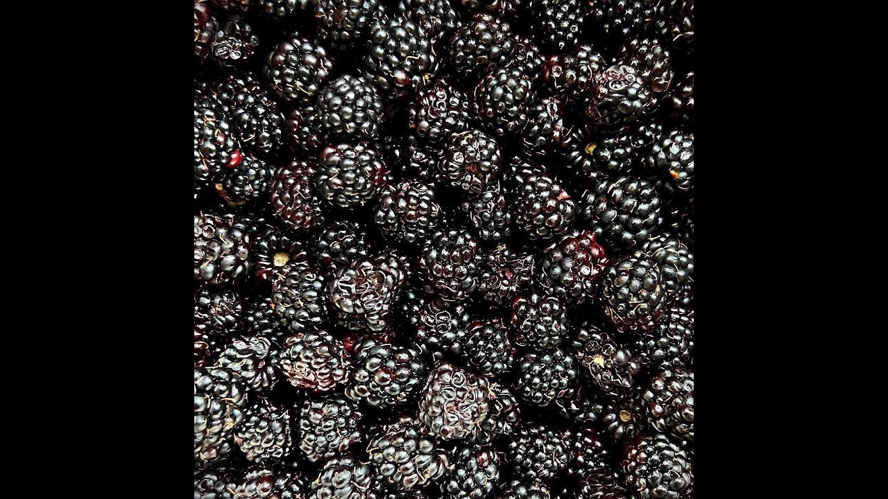 Michael Olivier's Wine of the Day Clos Malverne Reserve Auret 2020