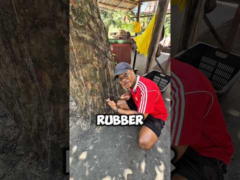 How Natural Rubber is Harvest 🤯 #shorts