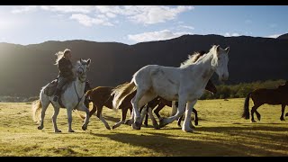 DAf- Wines of Chile - Taste the Untamed Profile